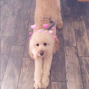 Meet your Posher, Brianna